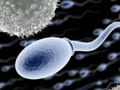 Årsager til forekomst af leukocytter i spermogram og indikatorer for normal