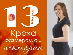 13 weken zwangerschap: wat gebeurt er met de foetus en de aanstaande moeder?