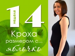 14 veckors graviditet: vad händer med fostret och den förväntade mamman?