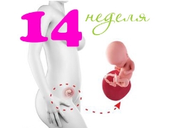 Gebeliğin 14. haftasında fetal gelişim