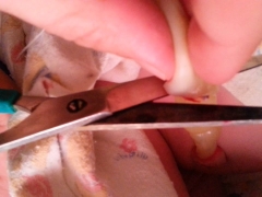 Cutting, bandaging or clamping the umbilical cord after delivery