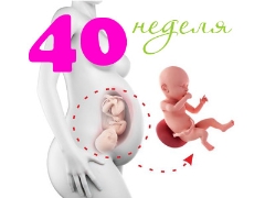 Fetus vid 40 veckors gestation: normer och egenskaper