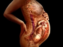 임신 중 얇은 태반의 원인과 저산소증의 영향