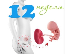 Fosterutveckling under den 12: e veckan av graviditeten