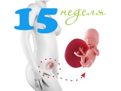 Gebeliğin 15. haftasında fetal gelişim