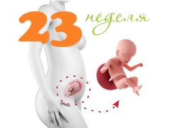 Fosterutveckling vid 23 veckors graviditet