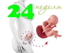 Fosterutveckling under den 24: e veckan av graviditeten