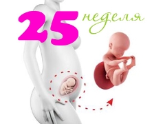 Fosterutveckling under den 25: e veckan av graviditeten