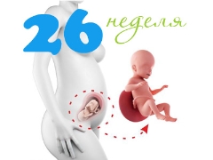 Fosterutveckling i den 26: e veckan av graviditeten