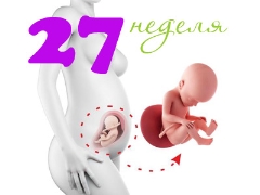 Fosterutveckling under den 27: e veckan av graviditeten