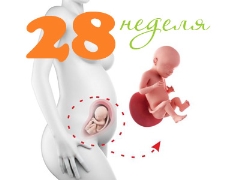 Fosterutveckling under den 28: e veckan av graviditeten