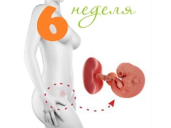 Fosterutveckling vid 6 veckors graviditet