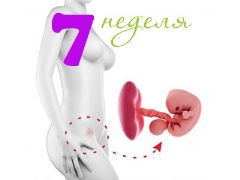 Gebeliğin 7. haftasında fetal gelişim