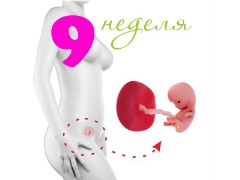 Gebeliğin 9. haftasında fetal gelişim