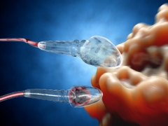 Koľko chromozómov obsahuje jadro spermií a aké vlastnosti má sada chromozómov spermií?