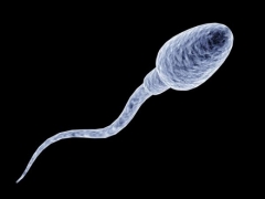 Ako dlho môžu spermie žiť a čo ovplyvňuje ich životaschopnosť?