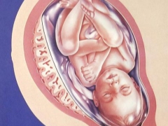 Placenta tjocklek per vecka av graviditeten