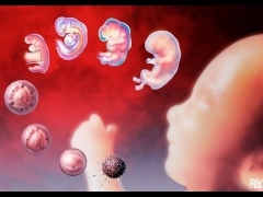 Tüp bebek sırasında transfer sonrası günlerde embriyonun gelişimi