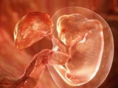 Embriyo implantasyonunun işaret ve özellikleri