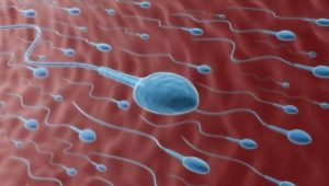 Какво е пиоспермия и как влияе на зачеването?