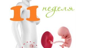 Fosterutveckling under den 11: e veckan av graviditeten