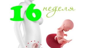 Fosterutveckling under den 16: e veckan av graviditeten