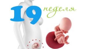 임신 19 주 태아 발달