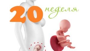 Fosterutveckling under den 20: e veckan av graviditeten