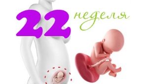임신 22 주 태아 발달