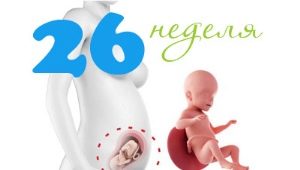 Gebeliğin 26. haftasında fetal gelişim