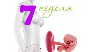 임신 7 주 태아 발달