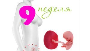 Fosterutveckling under den 9: e veckan av graviditeten