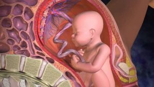 Vad betyder moderkroppens första stadium av mognad och vilken vecka är det normalt för graviditet?