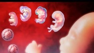 Tüp bebek sırasında transfer sonrası günlerde embriyonun gelişimi
