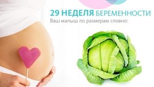 Fosterutveckling under den 29: e veckan av graviditeten
