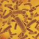 Bir çocukta idrarda bakteri (bakteriüri)