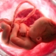 Hvordan og hvad trækker en baby i livmoderen?