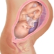 Biểu hiện nhau thai trên thành trước của tử cung có ý nghĩa gì và nó có ảnh hưởng gì?
