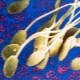 Hur spermier arrangeras? Deras egenskaper, struktur, storlek och funktion