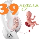 Fetus vid den 39: e veckan av graviditeten: normer och egenskaper