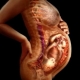 임신 중 얇은 태반의 원인과 저산소증의 영향