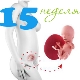 임신 15 주 태아의 발달