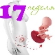 Fosterutveckling under den 17: e gravidveckan