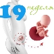 Fosterutveckling under den 19: e veckan av graviditeten