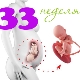 Fosterutveckling vid 33 veckors graviditet
