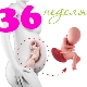 Fosterutveckling vid 36 veckors gestation
