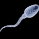 Ako dlho môžu spermie žiť a čo ovplyvňuje ich životaschopnosť?