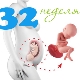 임신 32 주 태아의 체중 및 기타 매개 변수