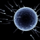 Hoe ziet een bevruchte eicel eruit en in welke mate moet het normaal zijn?
