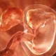 Tecken och egenskaper hos embryoimplantation